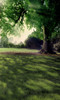Shade Tree Backdrop