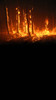 Burning Trees Backdrop
