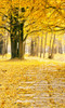 Autumn Path Backdrop
