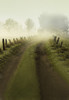 Foggy Road Backdrop