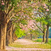 Square Trail of Love Backdrop