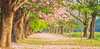Wide Trail of Love Backdrop