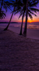 Purple Palm Sunset Backdrop