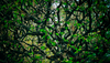 Overgrown Green Jungle Wide