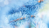 Blue Branches Backdrop Wide