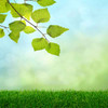Square Spring Leaves Bokeh Backdrop