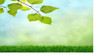 Wide Spring Leaves Bokeh Backdrop