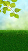 Tall Spring Leaves Bokeh Backdrop