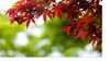 Wide Red Leaf Bokeh Backdrop