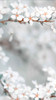 Tall White Blossom Bokeh Backdrop