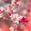 Square Pink Bokeh Blossom Backdrop