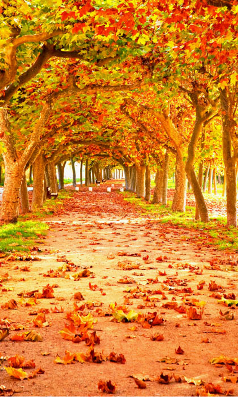 Fall Trail Backdrop | Photo Pie