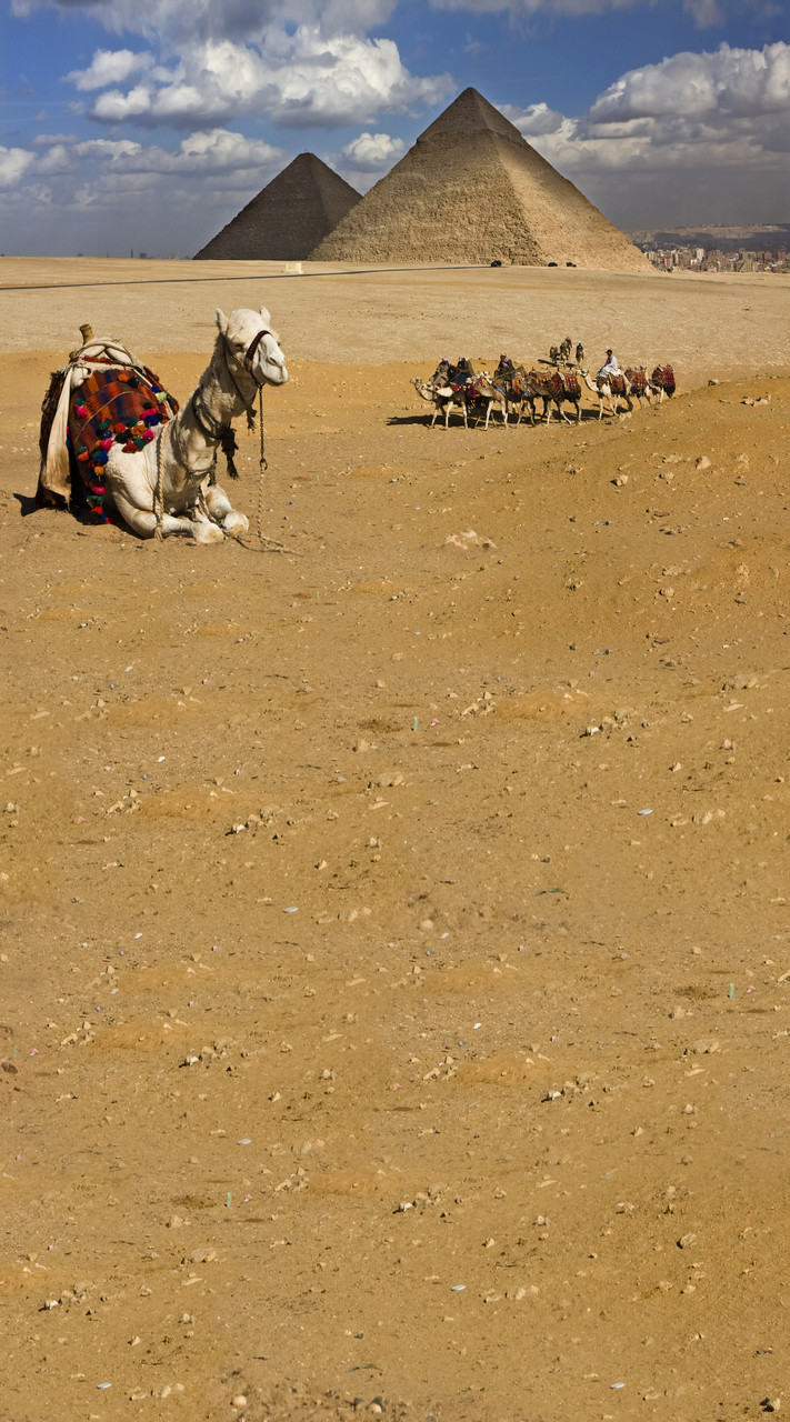 Egyptian Camel Ride Backdrop Photo Pie