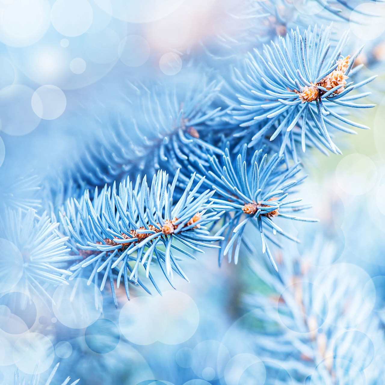 Blue Branches Backdrop | Photo Pie