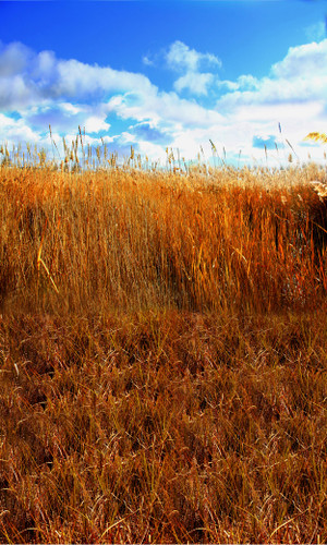 Field of Grain Backdrop
