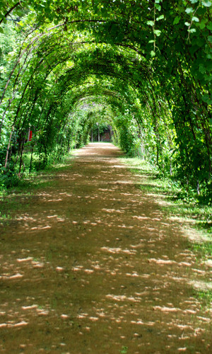 Sunlight Through the Vines Backdrop