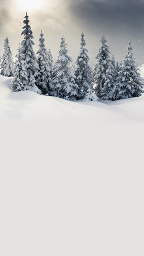 Afternoon Christmas Backdrop