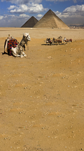 Egyptian Camel Ride Backdrop