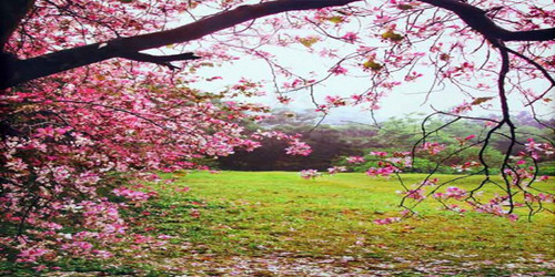 Spring Tree Wide Format