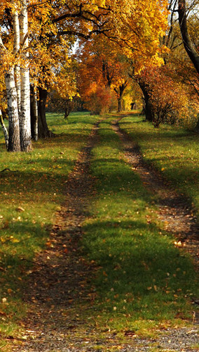 Country Lane Backdrop