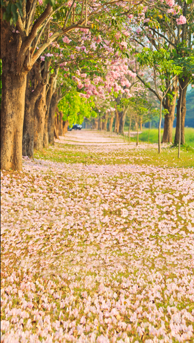Tall Trail of Love Backdrop
