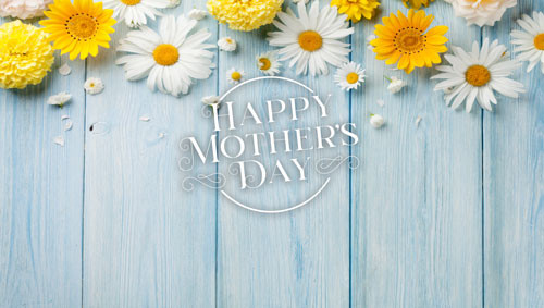 Wide Cheerful Daisies Backdrop