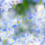 Square Blue Petal Bokeh Backdrop