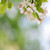 Square Bokeh Blossom Backdrop