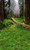 Forest Meadow Backdrop