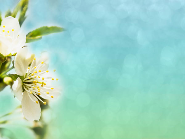 Bokeh/Out of Focus