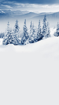 Snow Powdered Trees Backdrop