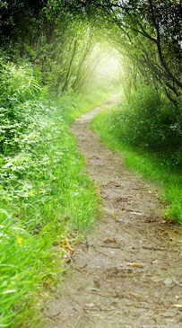 Nature Walk Backdrop