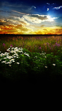 Wildflowers At Sunset Backdrop