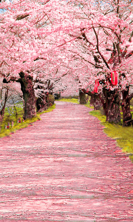 Cherry Blossom Aisle Backdrop | Photo Pie