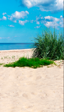 Beach Grass Backdrop