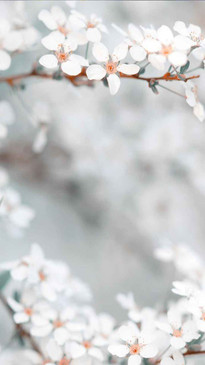 Tall White Blossom Bokeh Backdrop