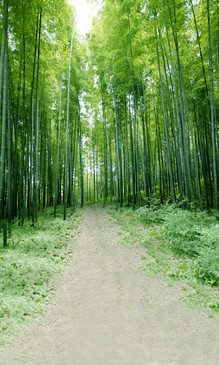 Bamboo Forest Backdrop