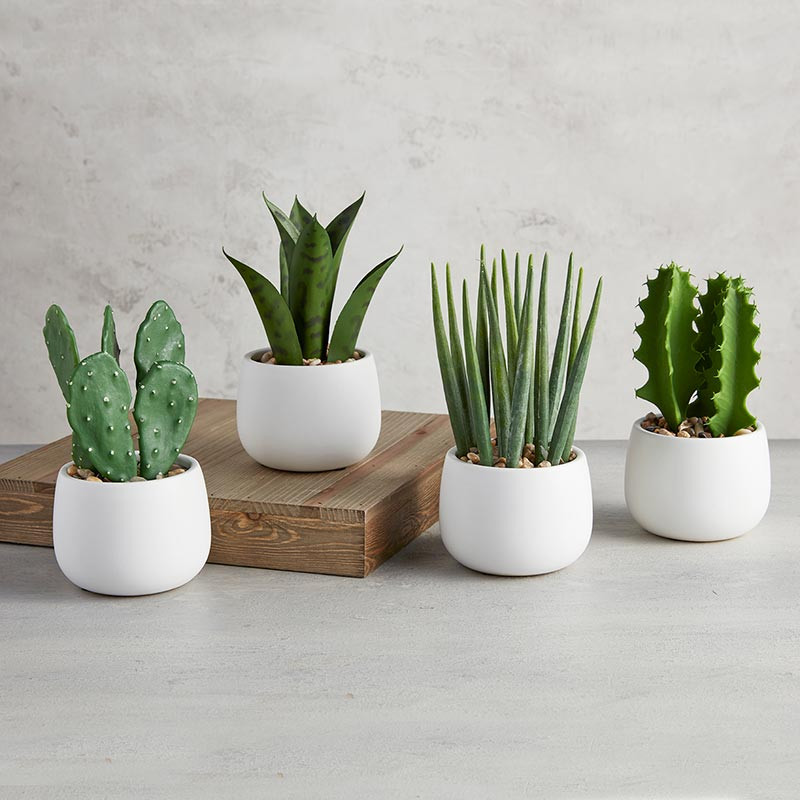 White Pot Cactus Set - [Consumer]47th & Main