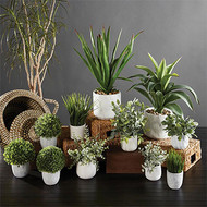 ​It is Easy to be Green: Fun Ideas to Make the Most of Your Space with Plotted Plants