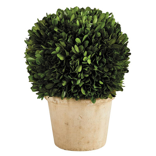 Topiary Boxwood - Large
