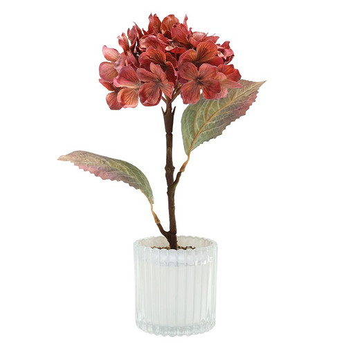 Potted Rust Hydrangea