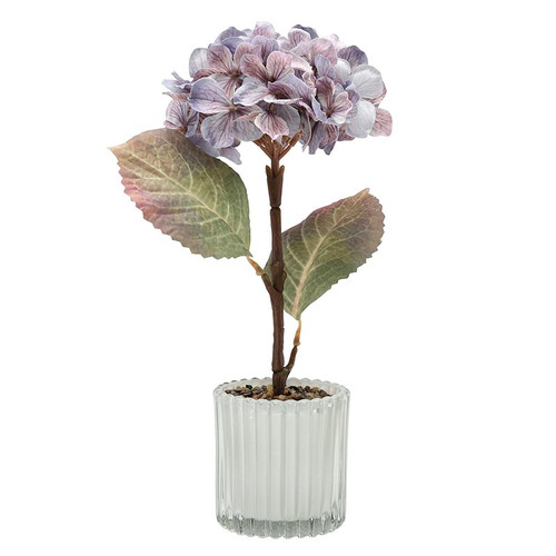 Potted Lavender Hydrangea