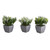 Mini Plants in Porcelain Pot - Set of 3