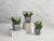 Mini Plants in Porcelain Pot - Set of 3