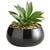 Succulent in Black Pot - Nodulosa