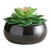 Succulent in Black Pot - Petras Perle