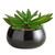 Succulent in Black Pot - Crassula
