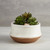 Matte White Flower Pot