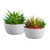 Succulents in Round Pot - Set of 2