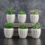Succulents in Small Pot - Set of 6